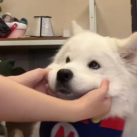 鸡爪大王
