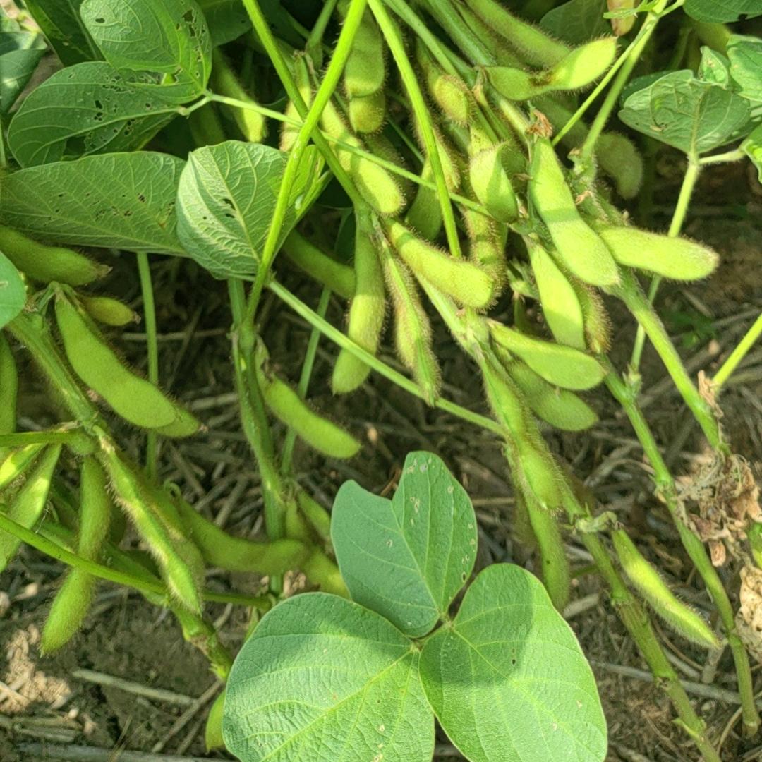 乡居家乐，田野杂论