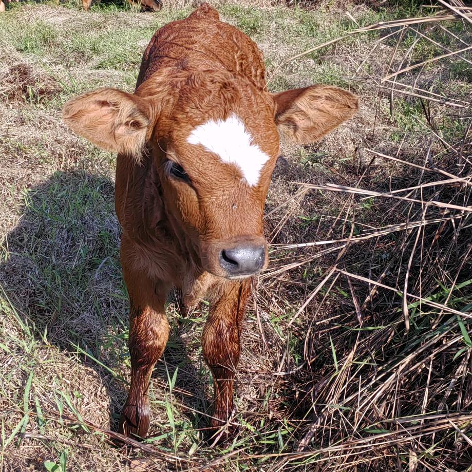 🐂¹⁹₈₅李℘࿐