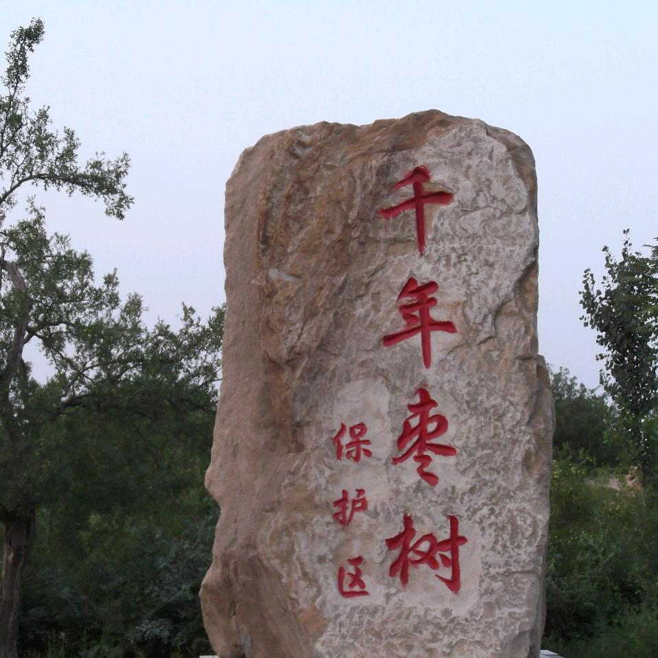 姚村枣农