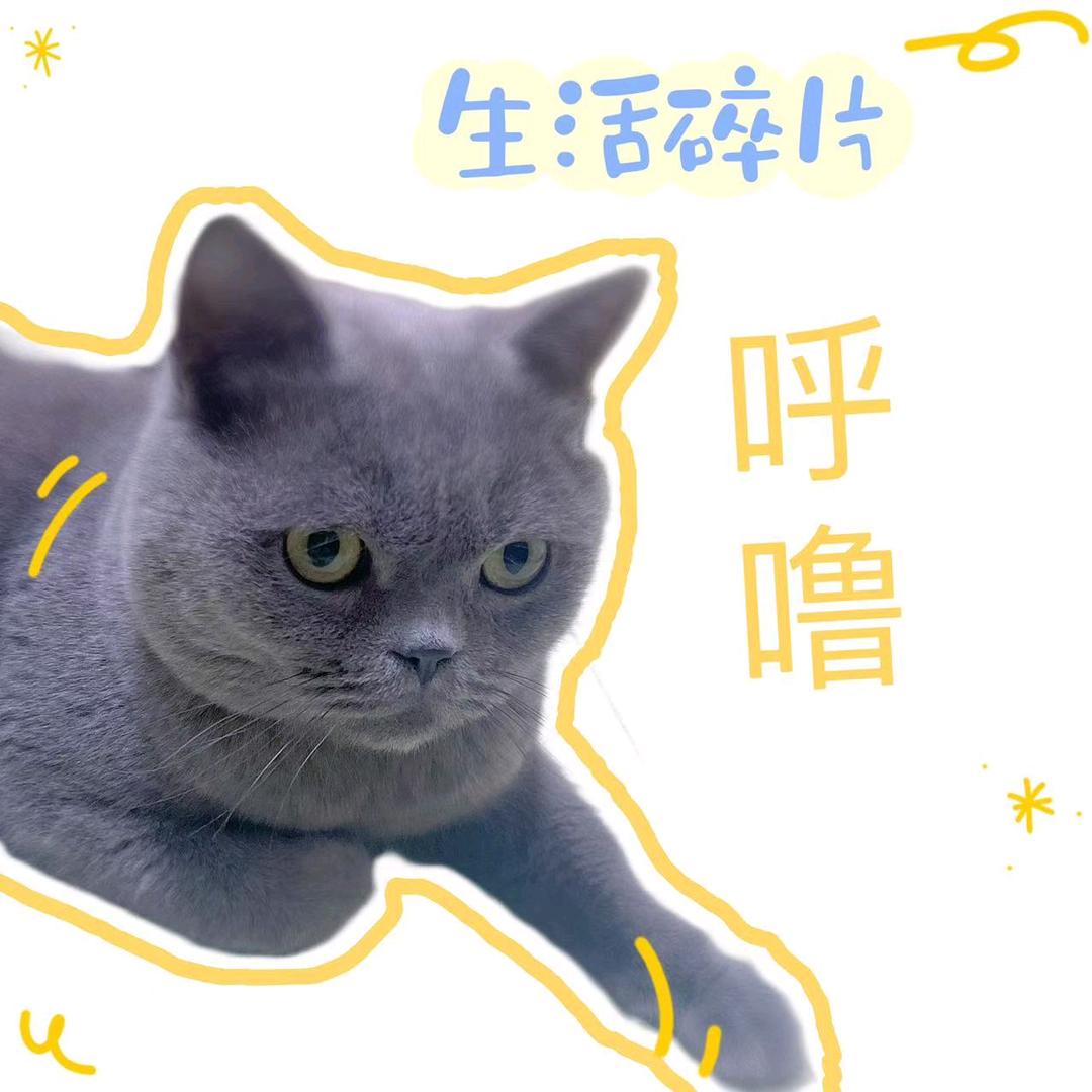我叫呼噜