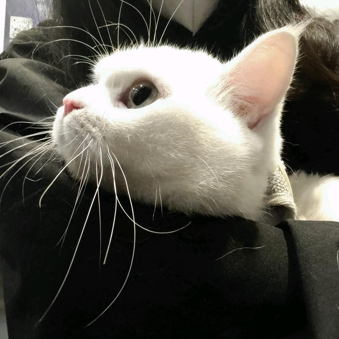 猫猫