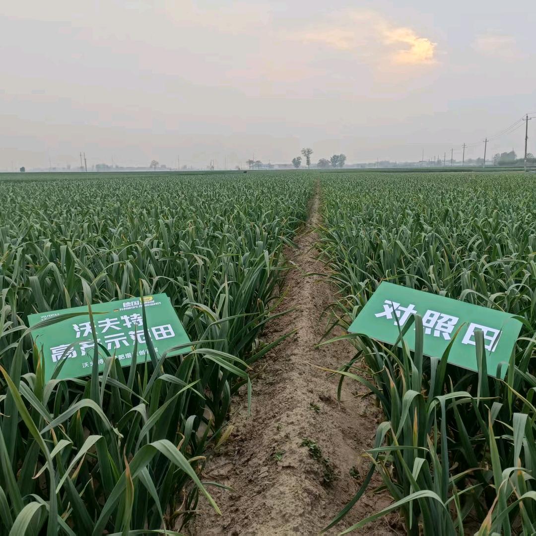 曹岗赵明明农资