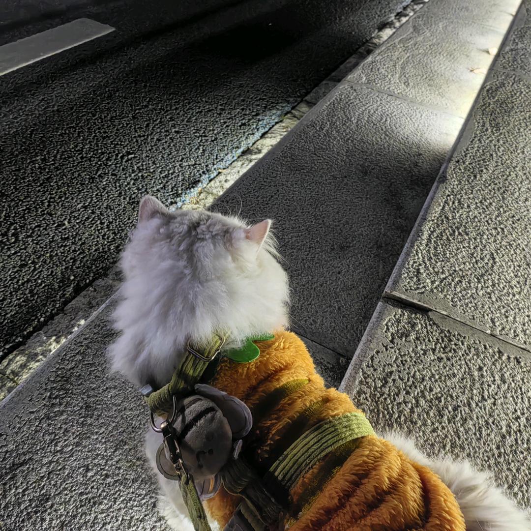 我是希希的老大