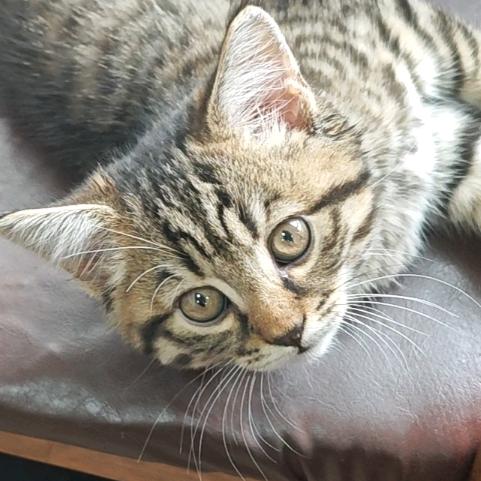 王久霊