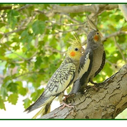 山东玄凤鹦鹉养殖基地