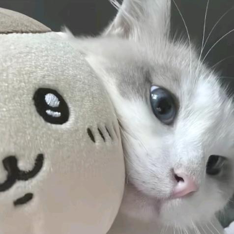 白米饭日记
