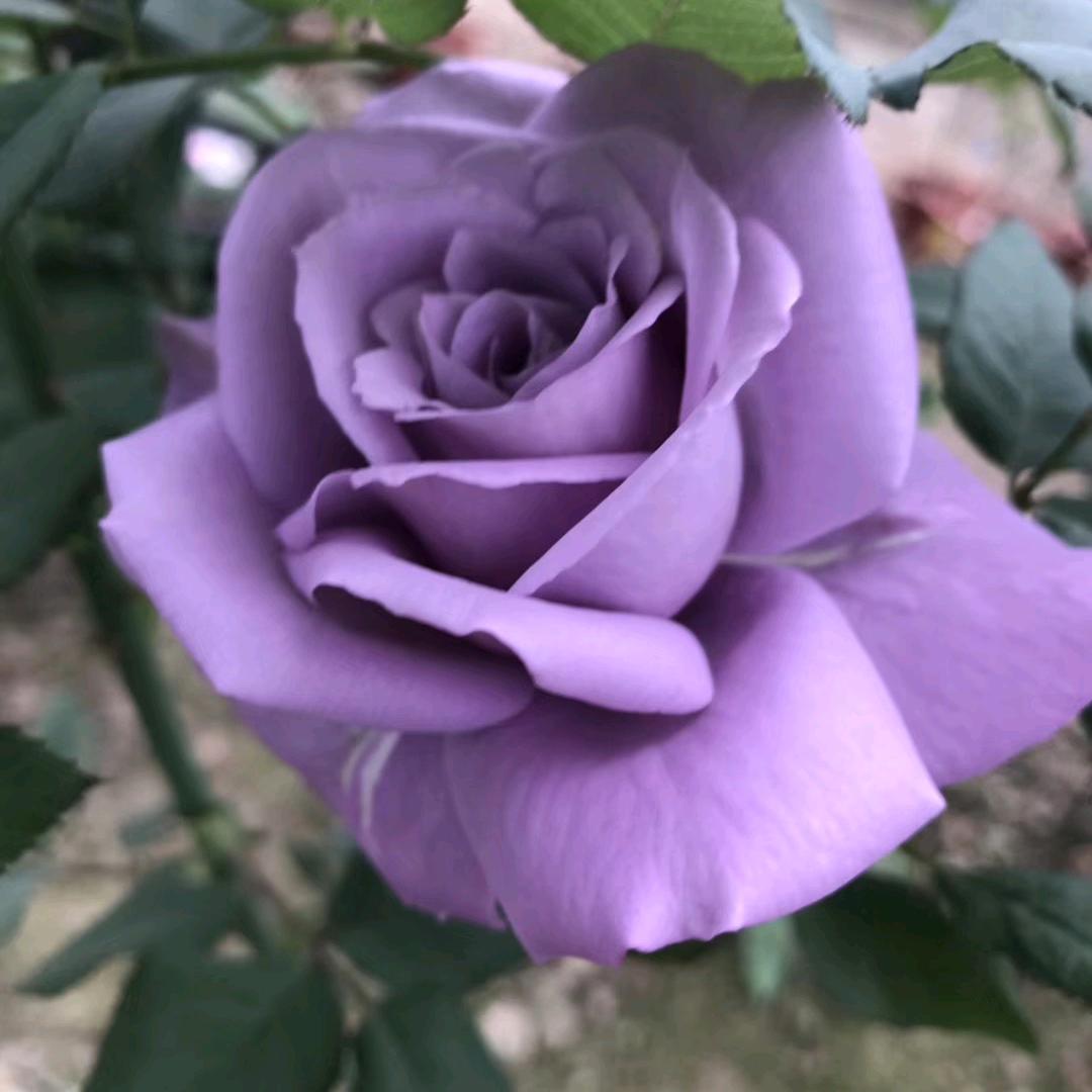 杨寨许明伟