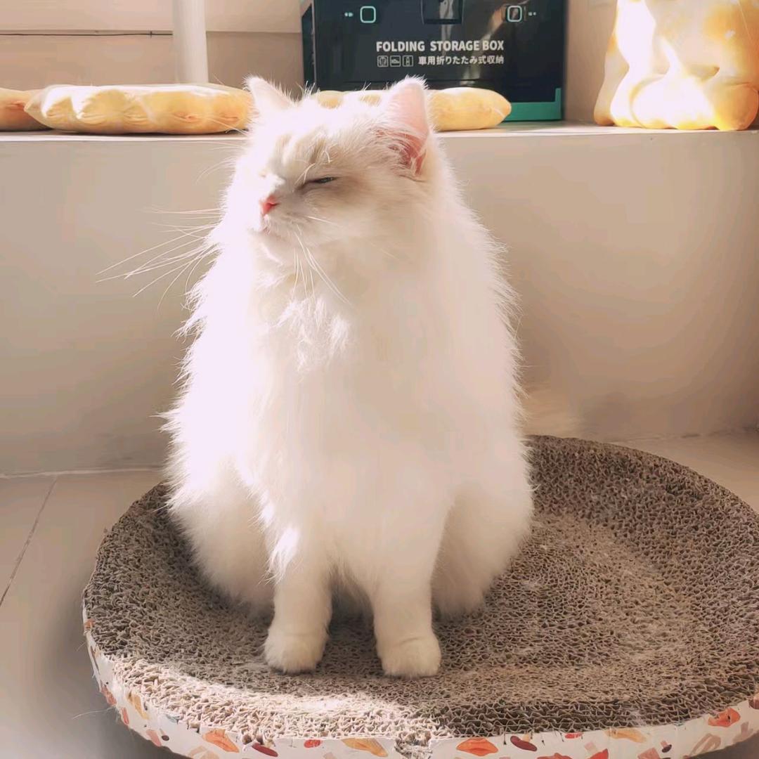 猫🐱