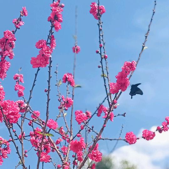 家有②宝