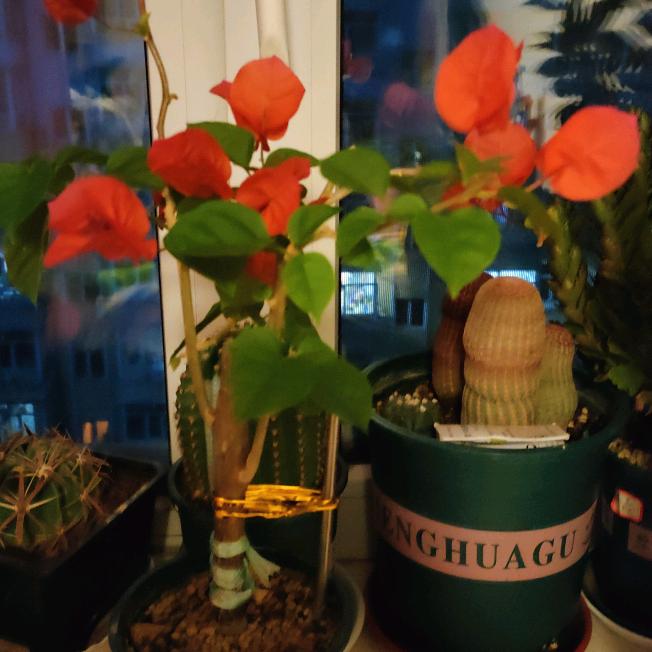 一路向北 诚互）