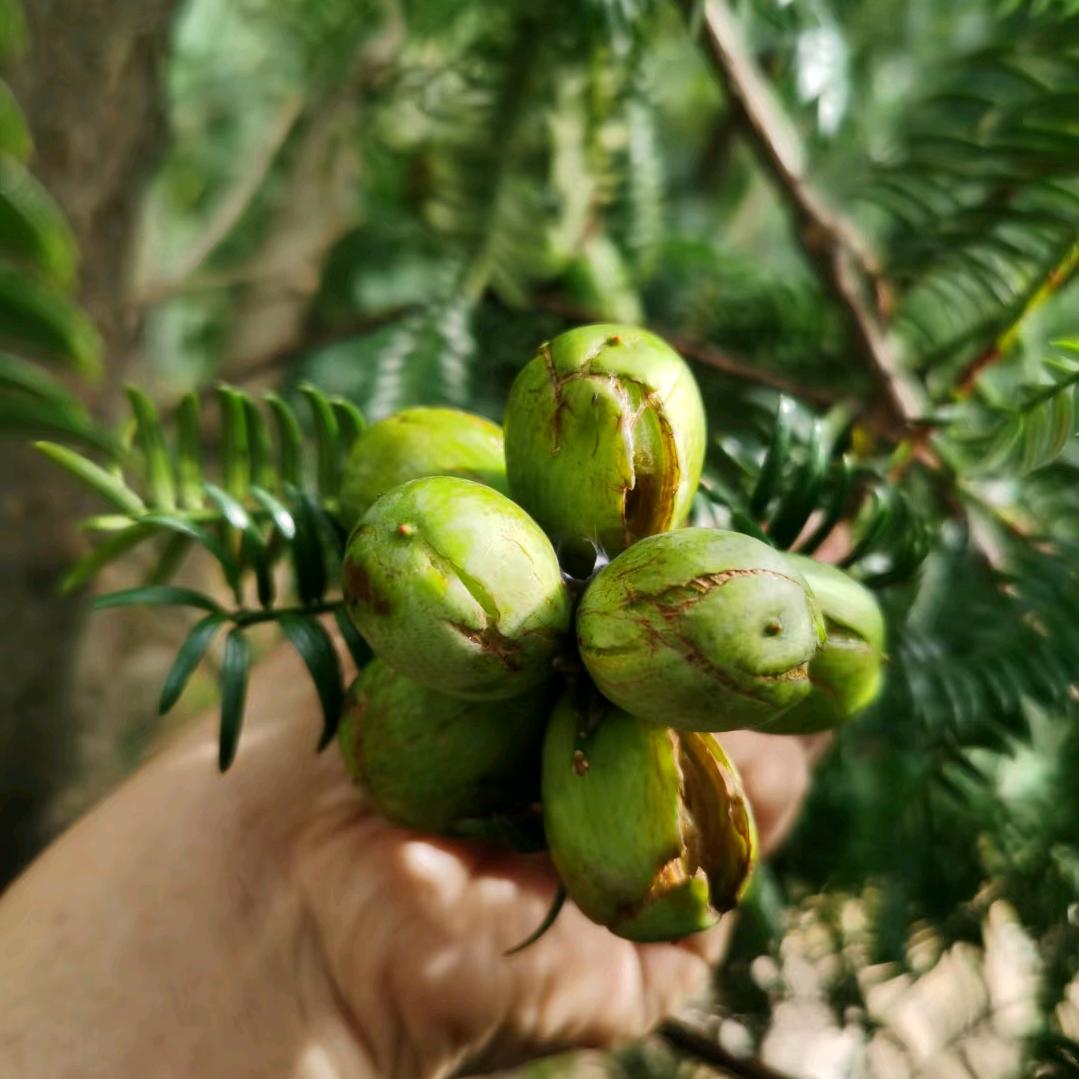 偶尔浪浪荡荡(c1c2教练员)