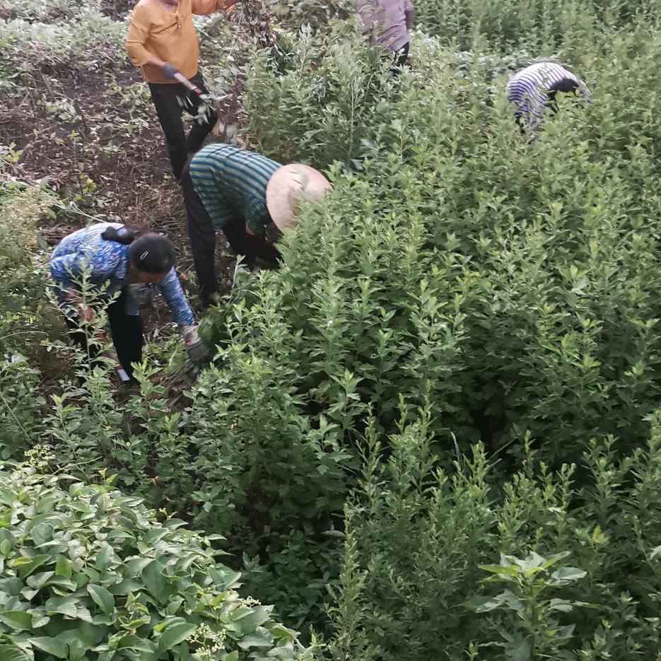 宜昌润艾峰艾制品