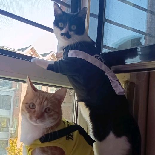 ♍小黑小黄的日常🐈intj