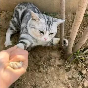 爱集潮玩