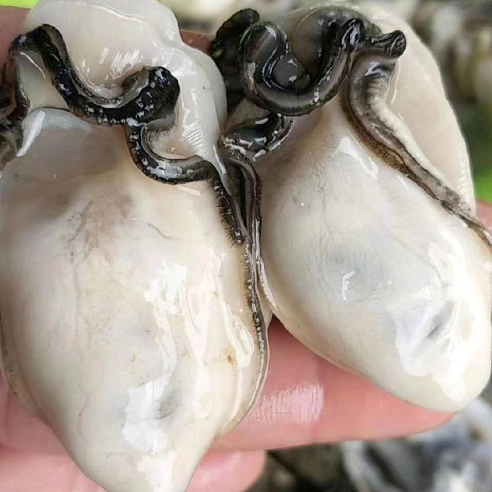 生蚝批发