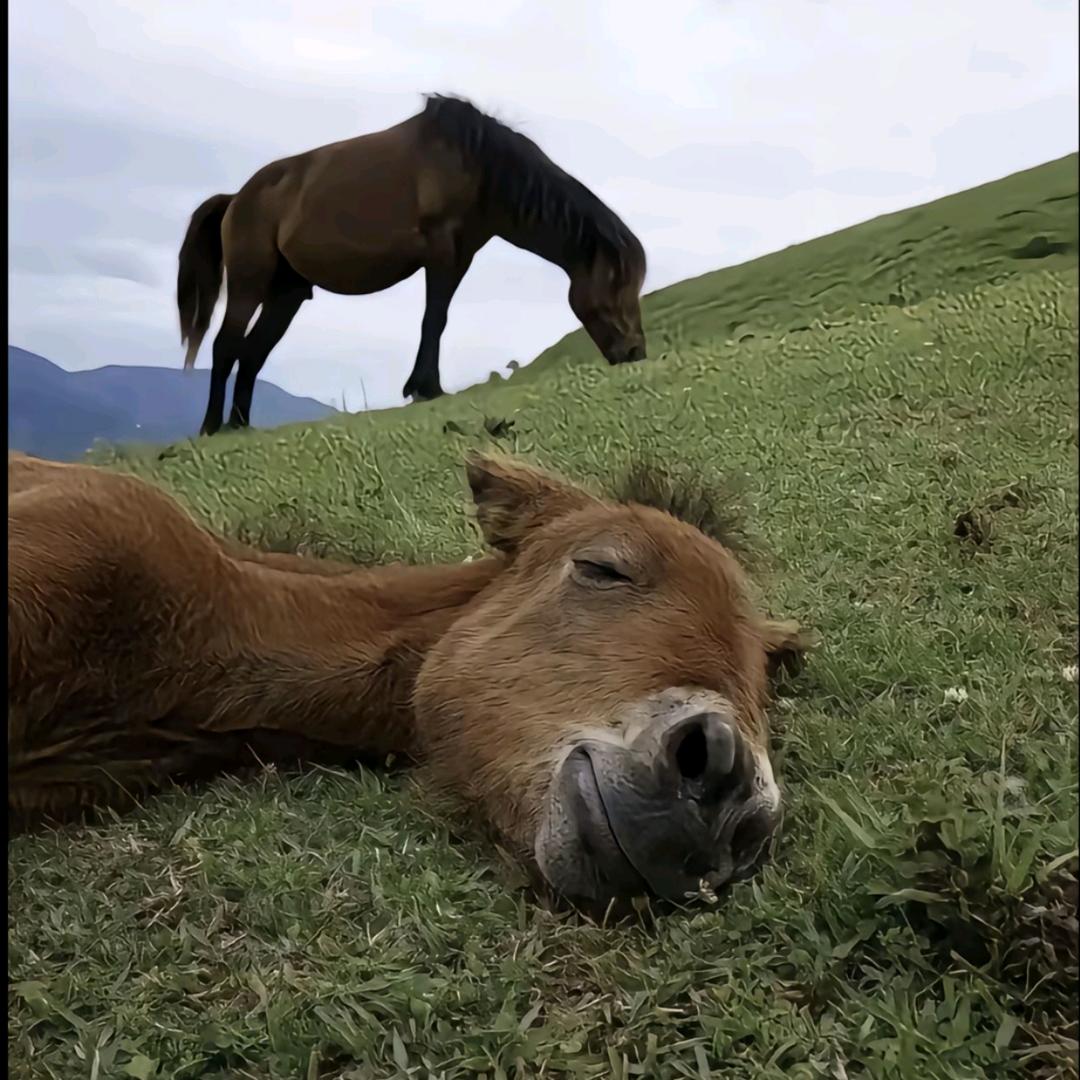 主任