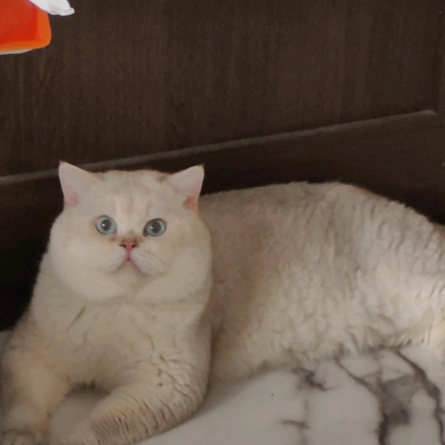 NR猫