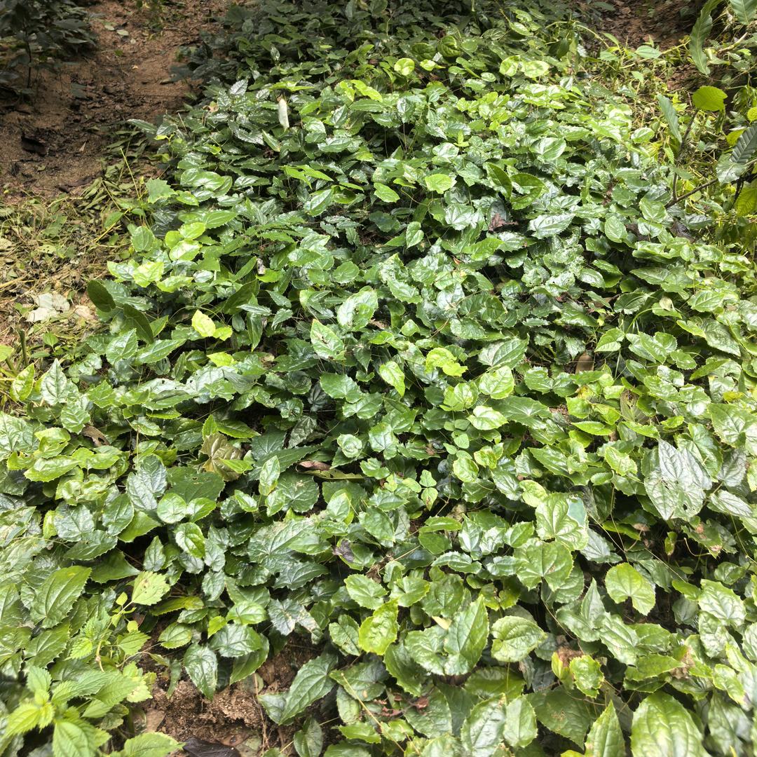 淫羊藿种植