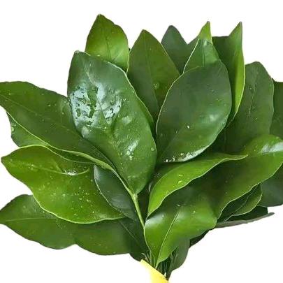 菲(๑•ั็ω•็ั๑)
