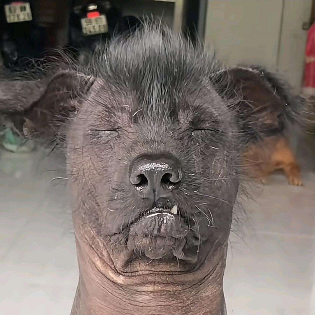 满山的猴子就我腚最红