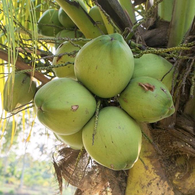 文昌椰子大量批发🥥