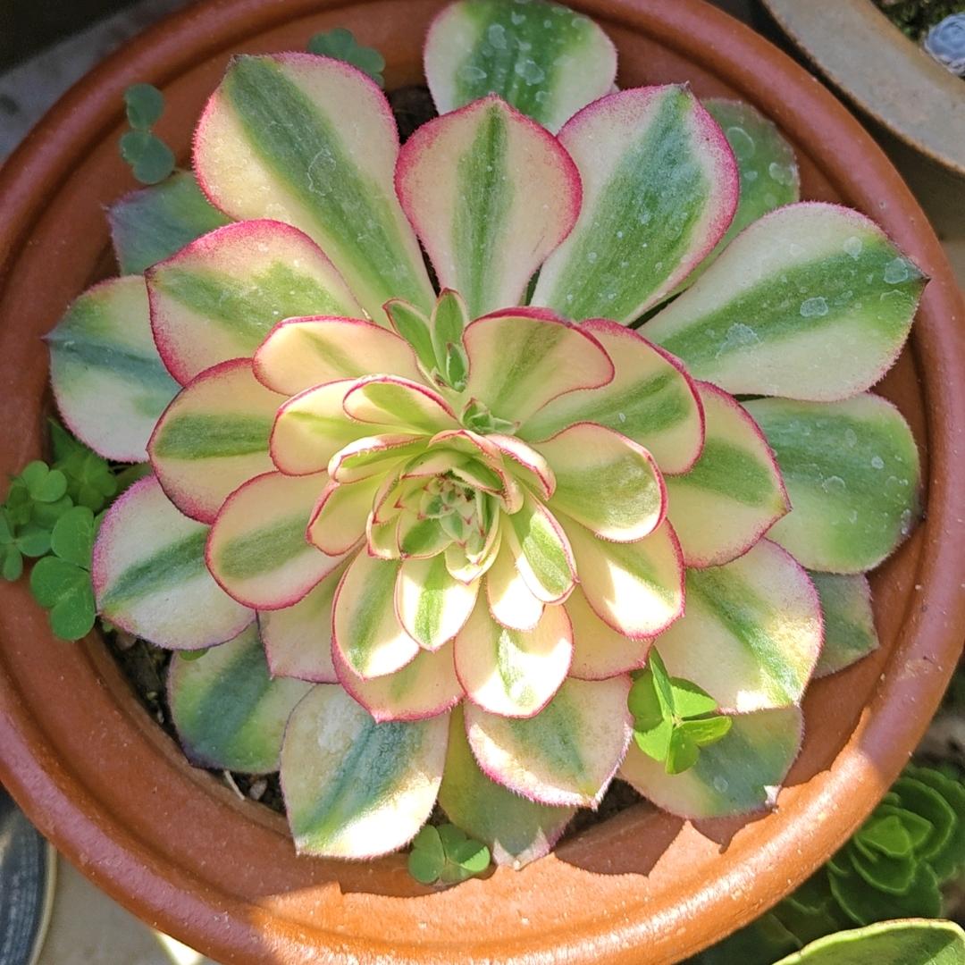 一毛不拔铁公鸡
