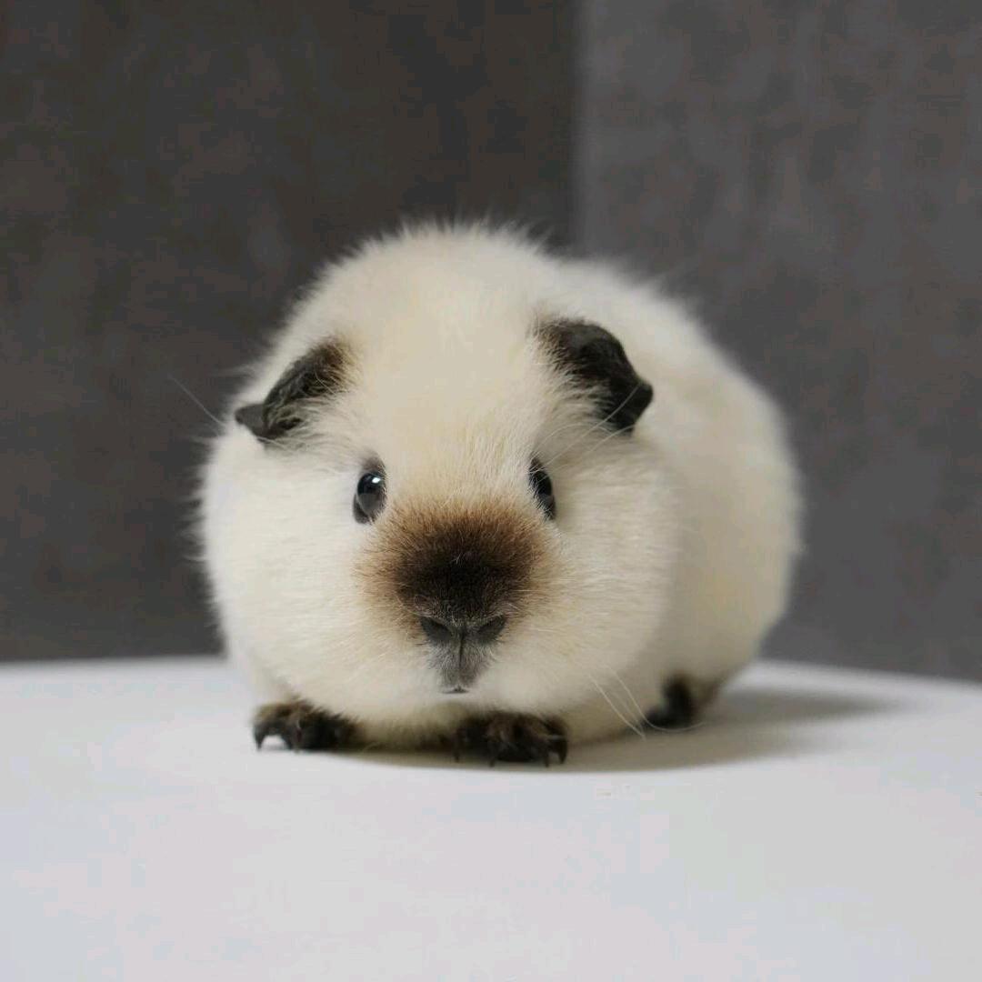 抖音云——养猪🐷