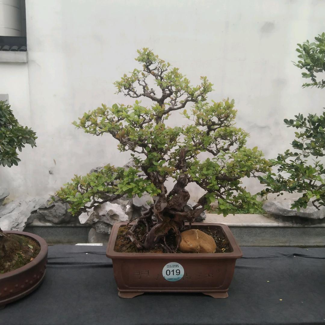 幸福有你锋哥