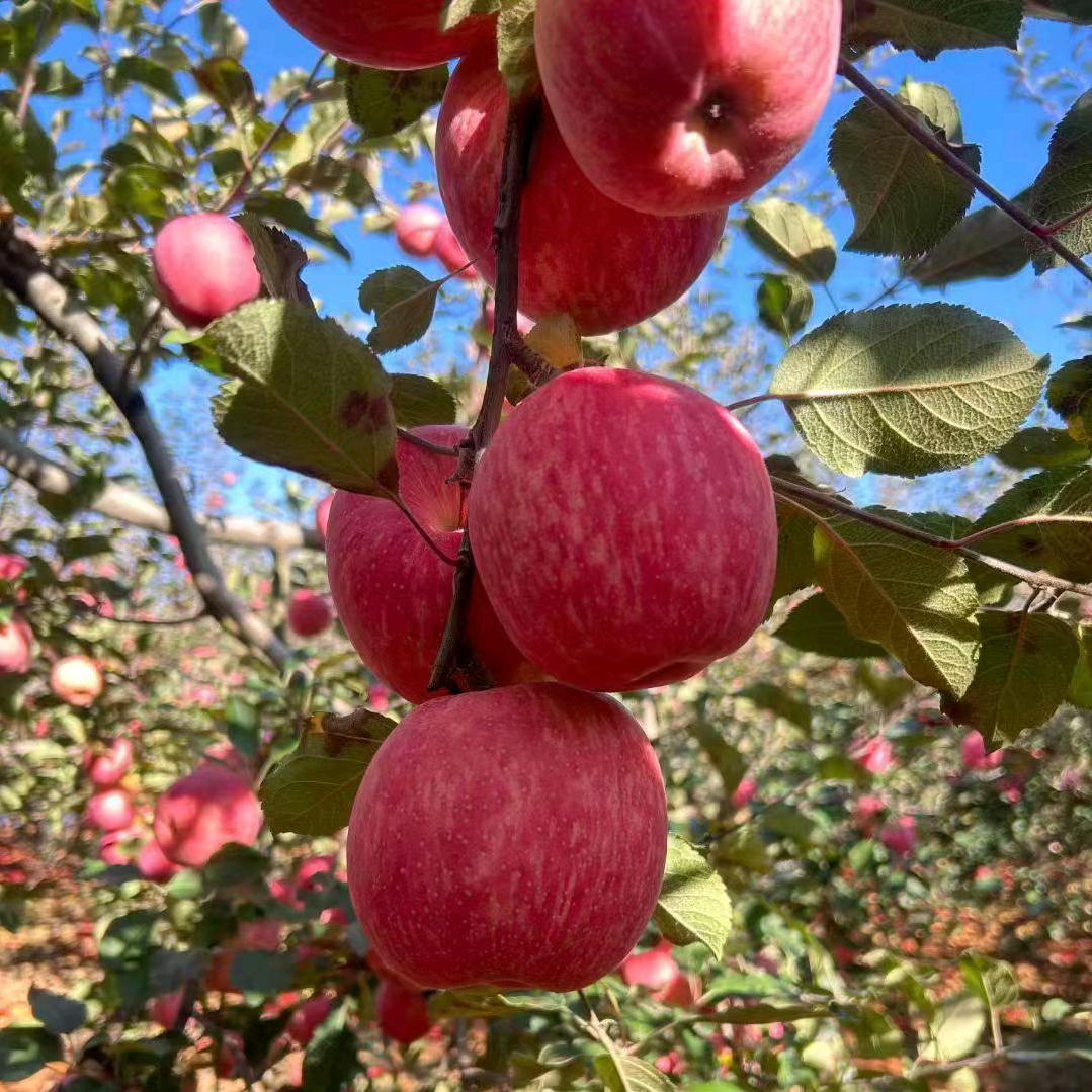 富县苹果！东东