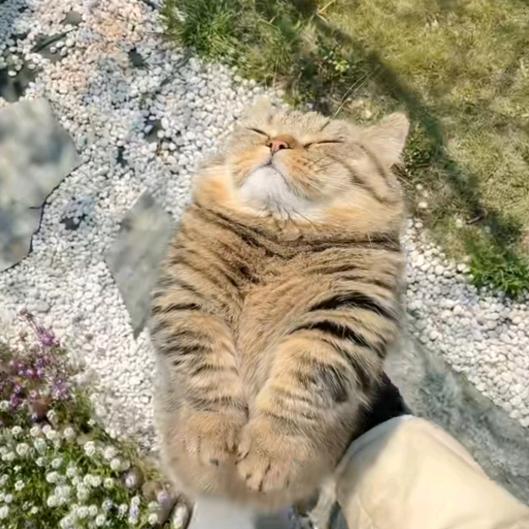 池猖