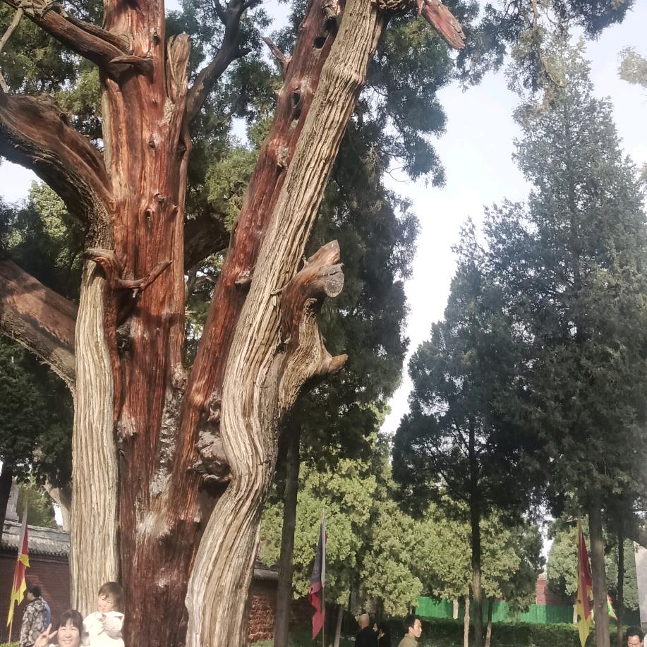 社会很单纯，复杂的是人