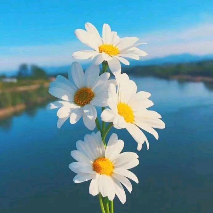 彩霞