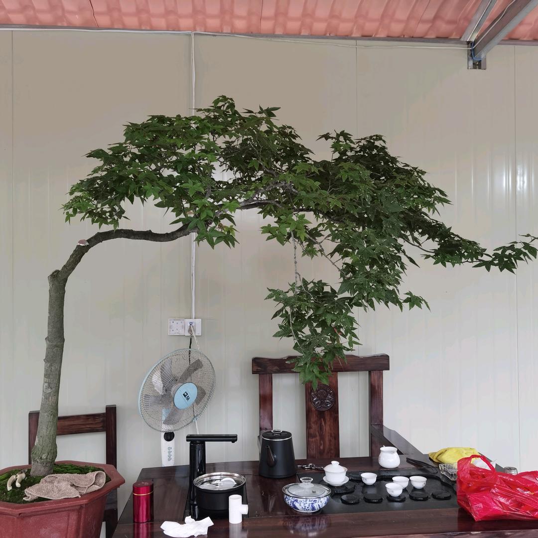 阿敏盆栽