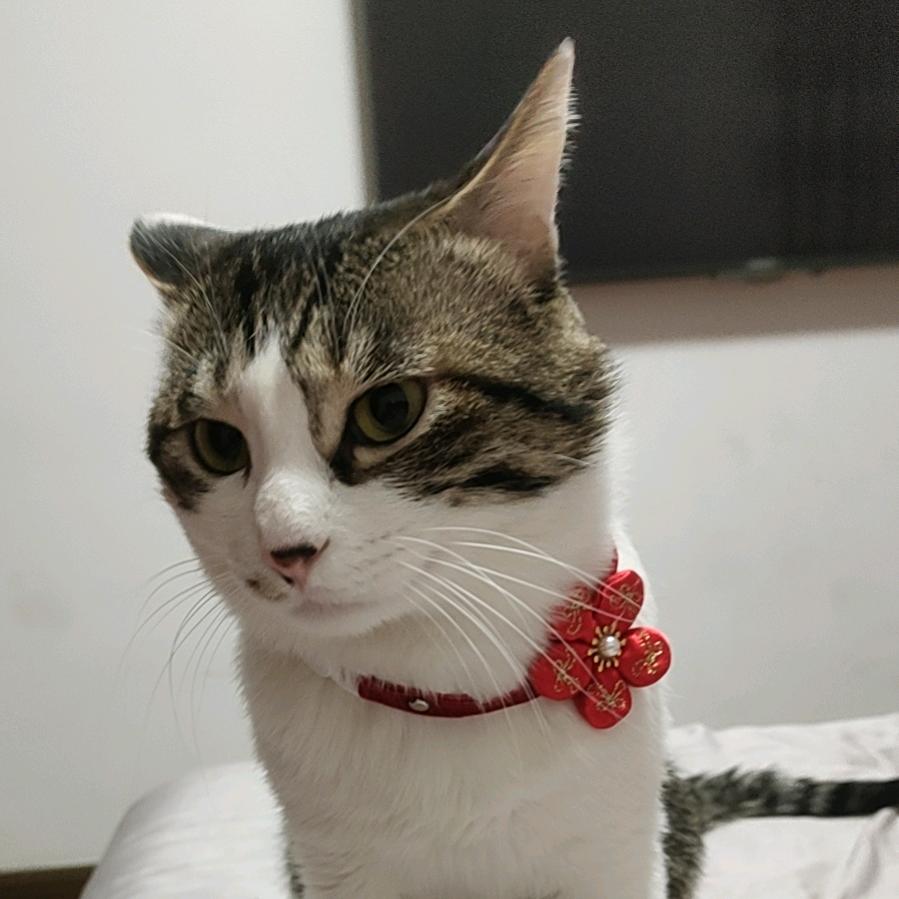 吾爱吾喵