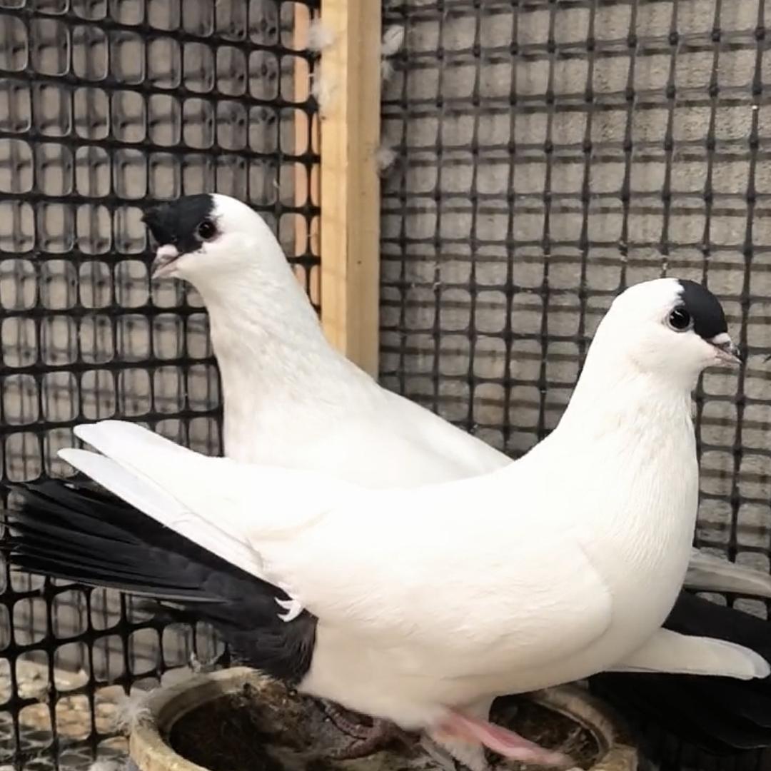 亳表观赏鸽苑（秘制中药粉）