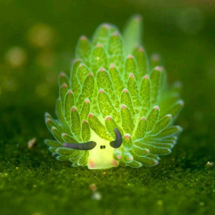 阳光下自由奔跑的食人花