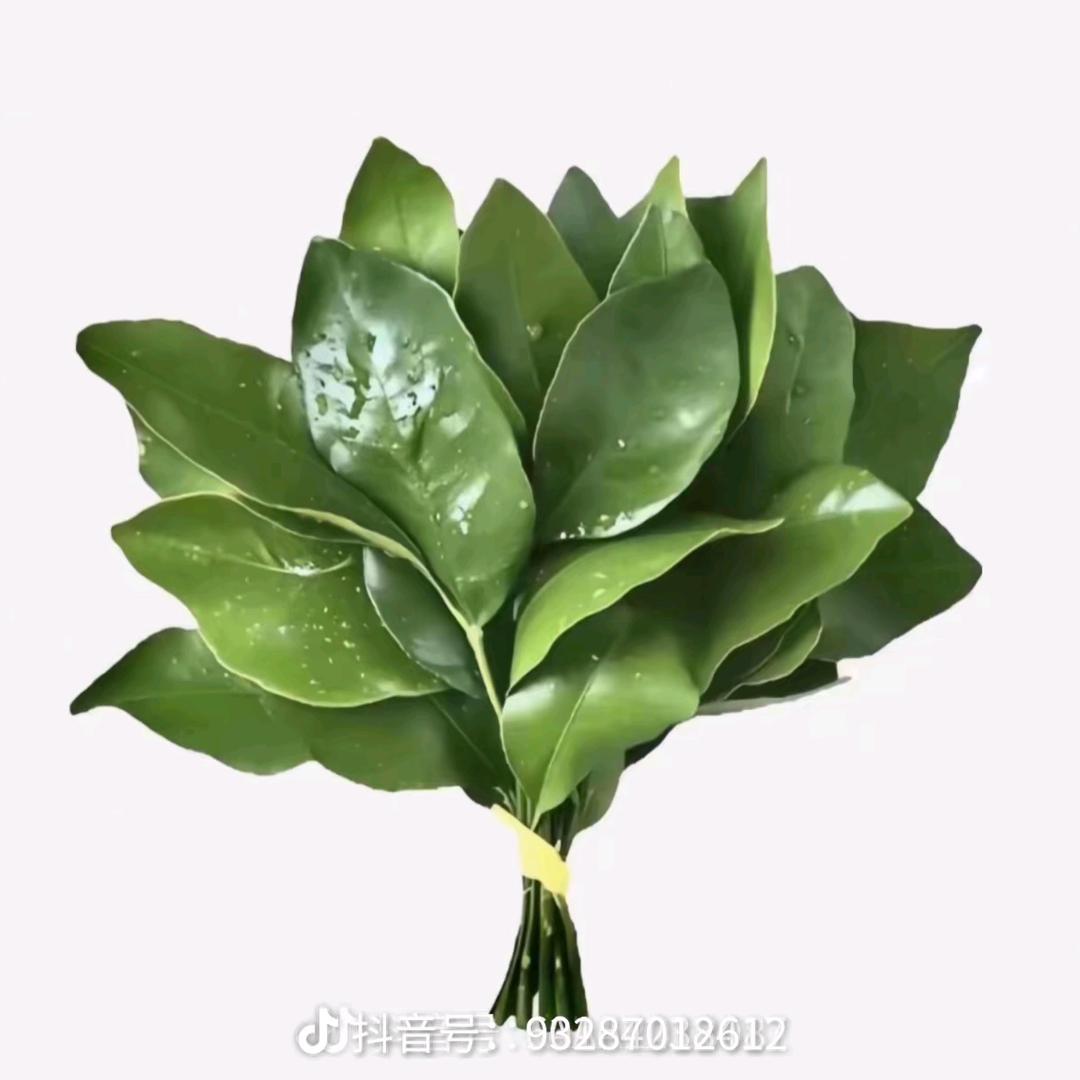 ^菜鸟