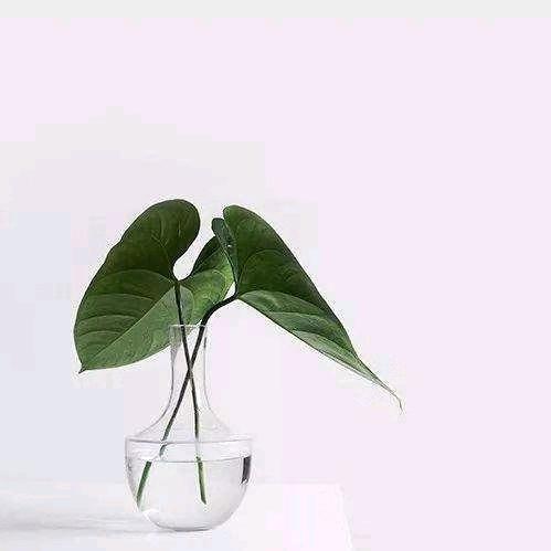 龙宝