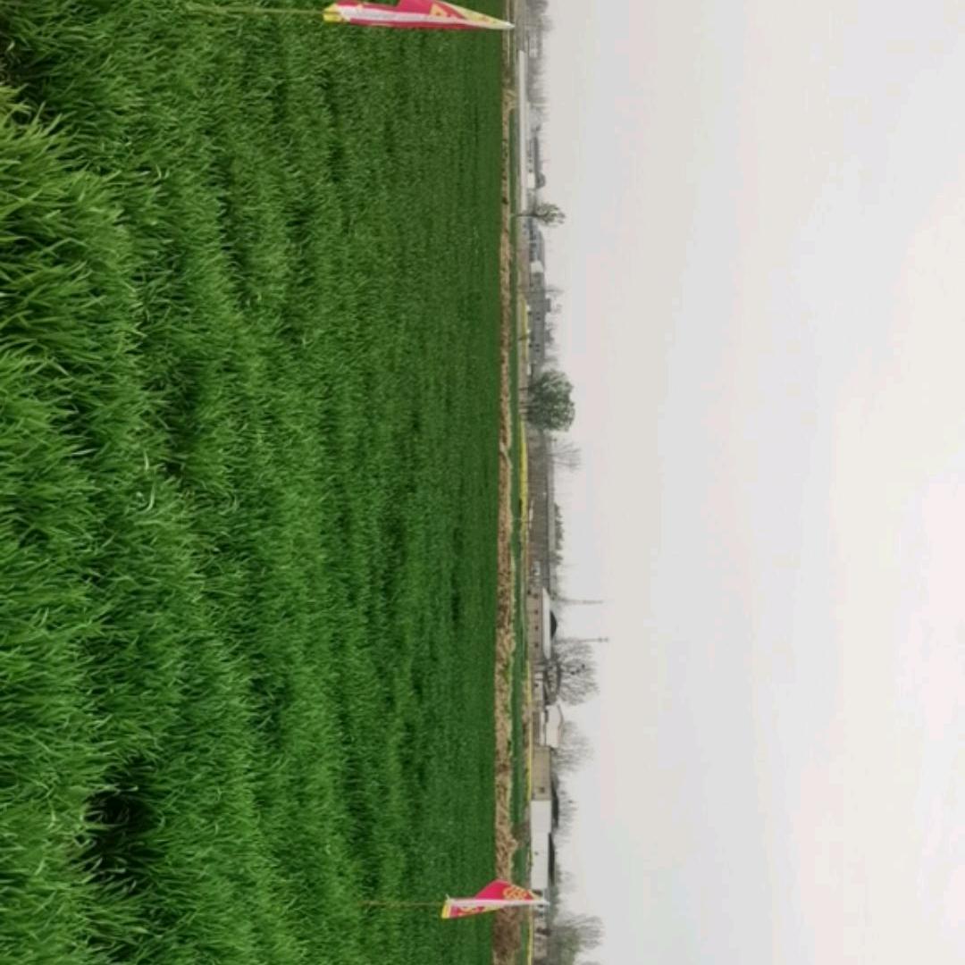 关注农技老郭大蒜小麦大豆花生高产无忧