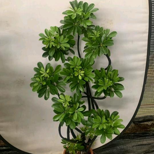 网红绿植基地