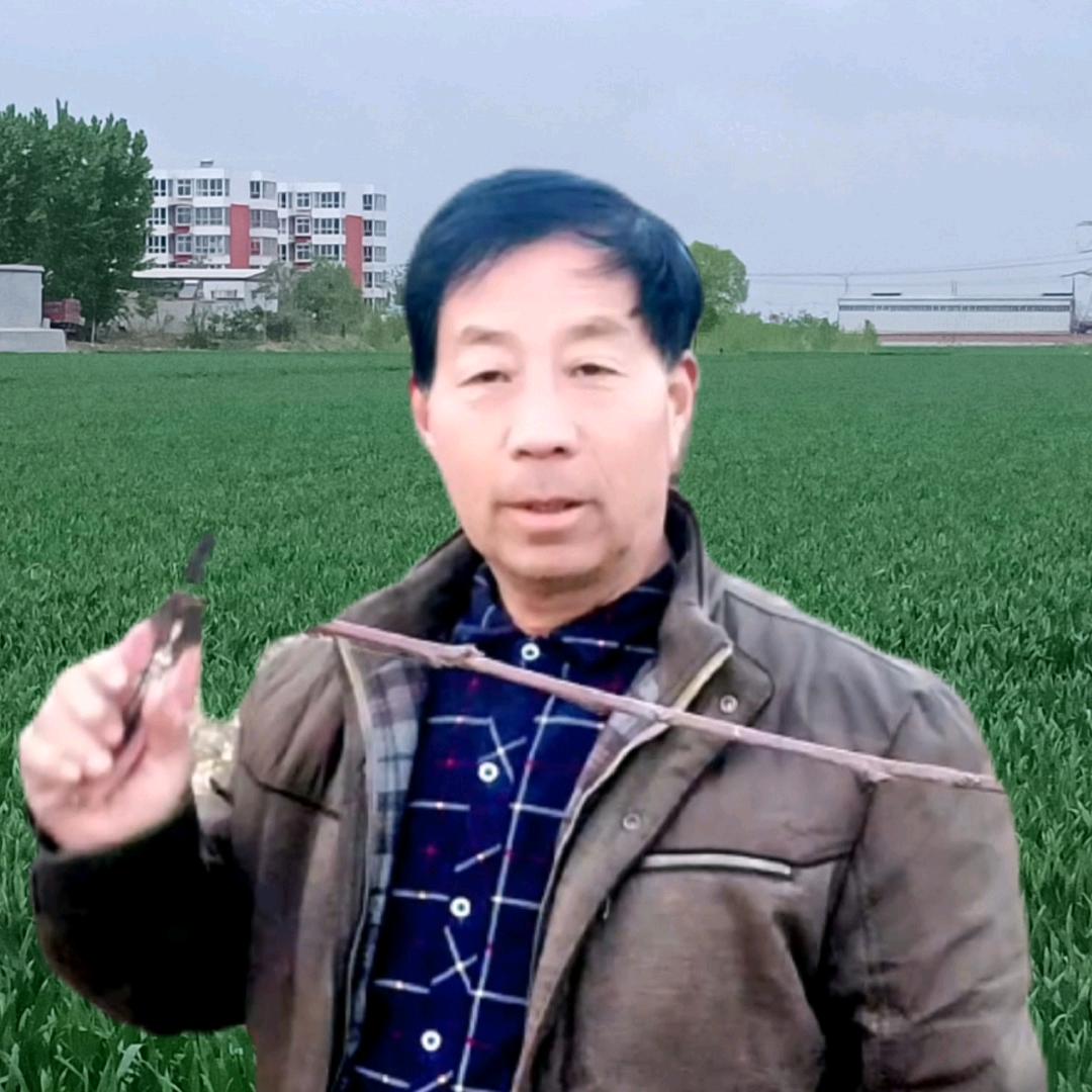 沈哥谈果树