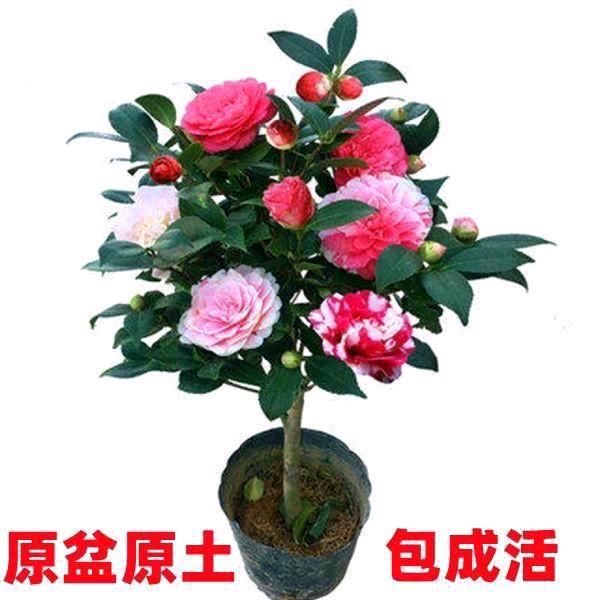 幸福美满