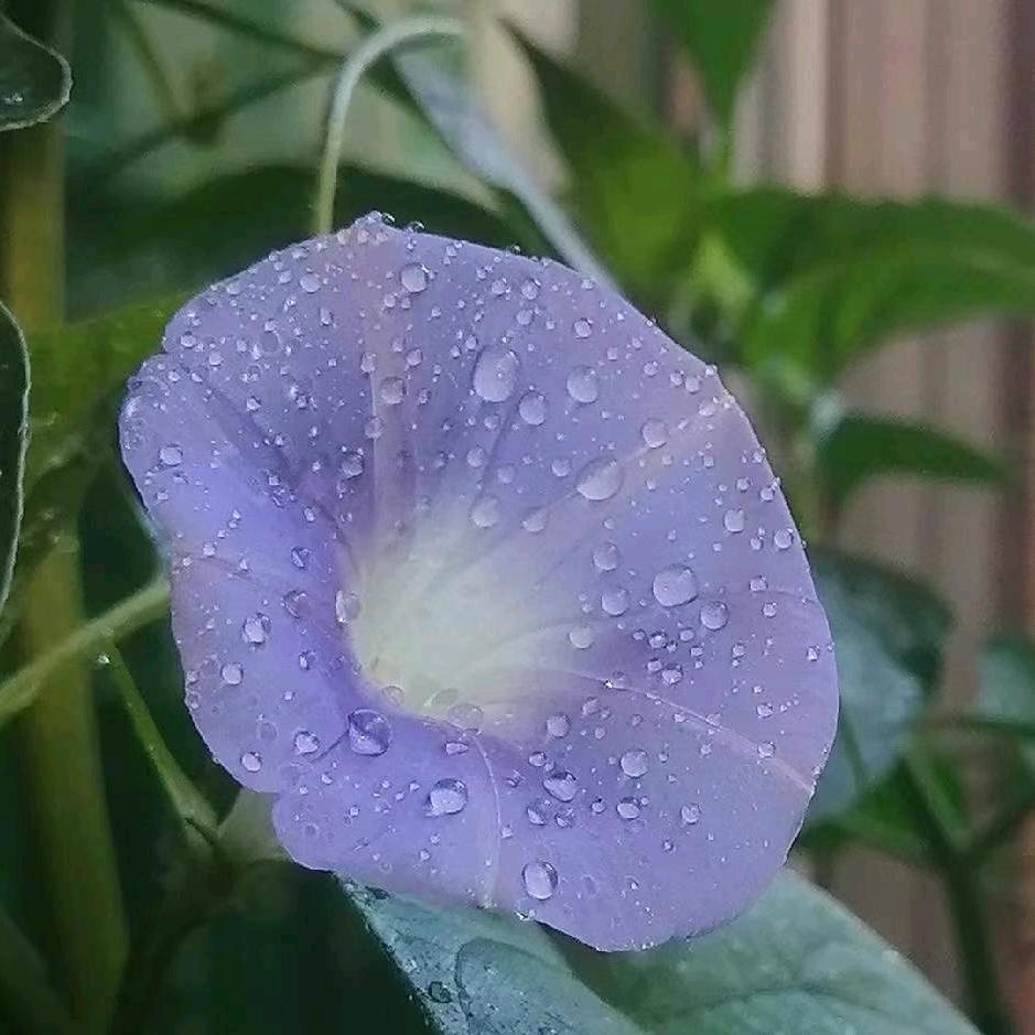 花蕊（竹之绿）