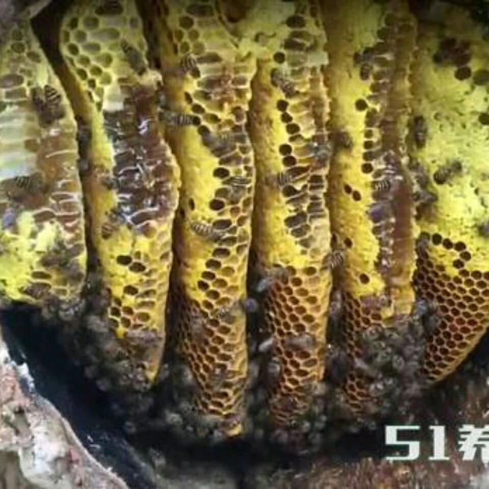 蜜蜂🐝