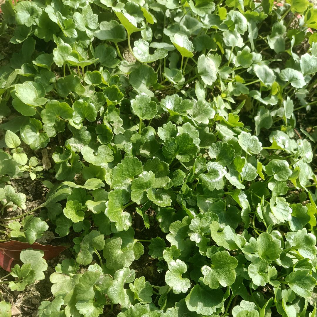 梅氏专业种植合作社（猫爪草药材种植基地）