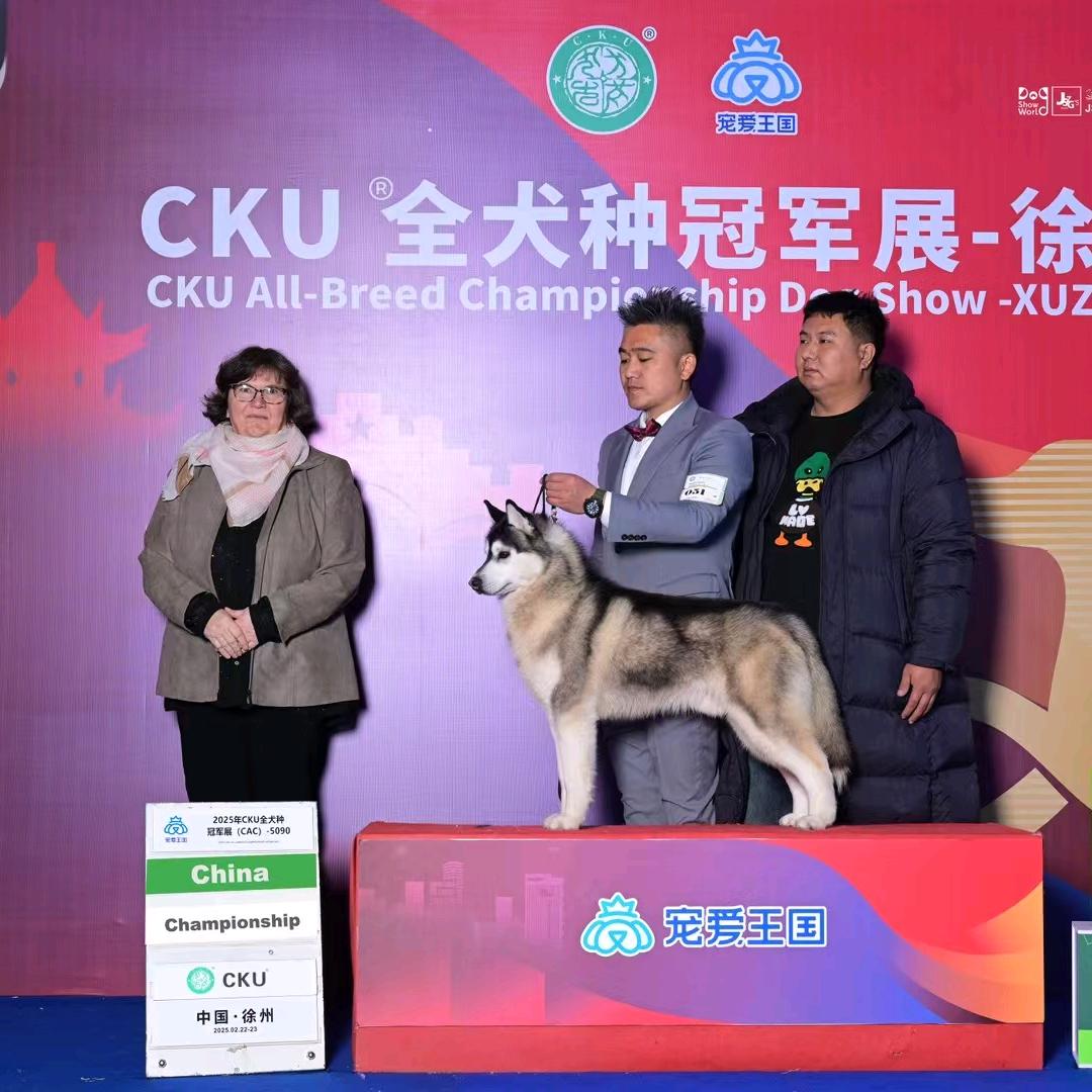 CKU雪浪双血统哈士奇