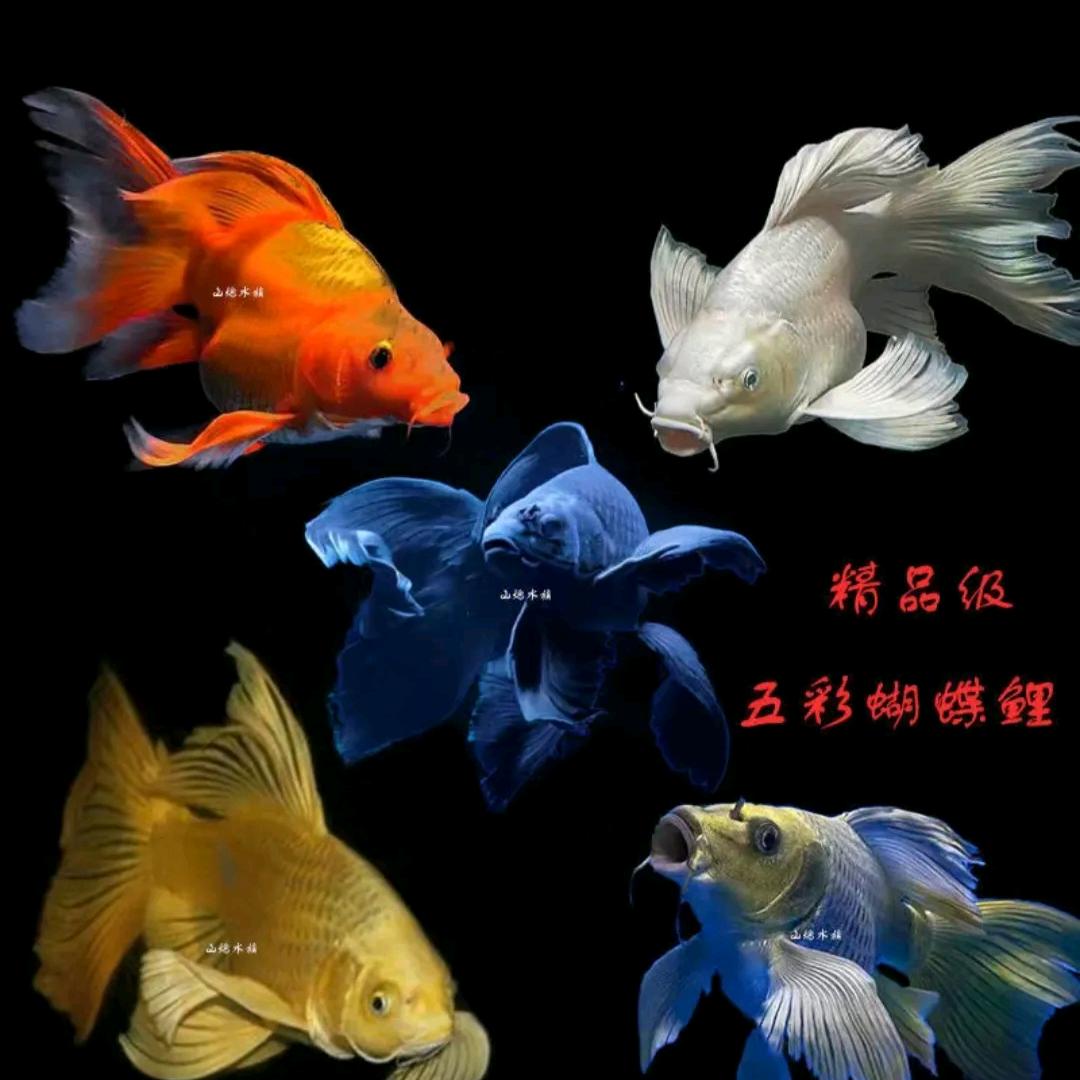 蝴蝶鲤渔唐批发