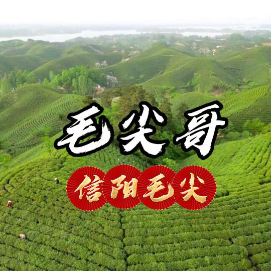 毛尖哥🔥信阳毛尖