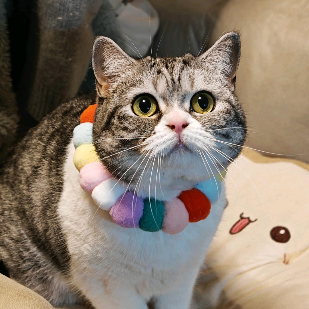 我家有只咪咪叫😸拿铁
